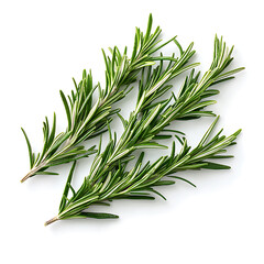 Fototapeta premium Fresh rosemary sprigs on a white background