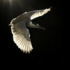 Obraz premium Night heron in Germany