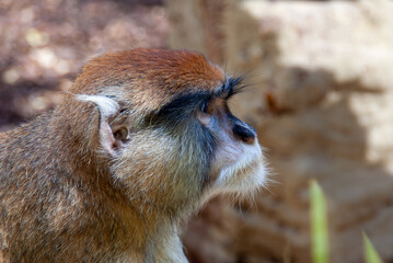 close up of a baboon