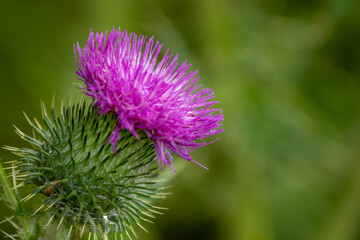 thistle flower in bloom