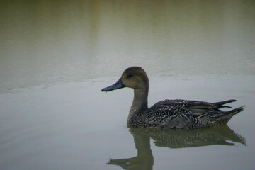 duck in water