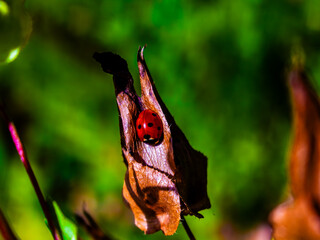Ladybug