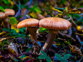 Brown Mushrooms