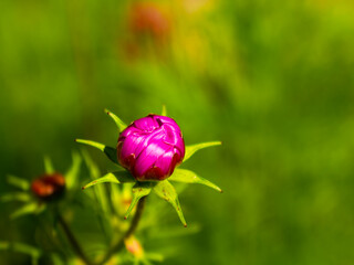 Mallow Flower Bud
