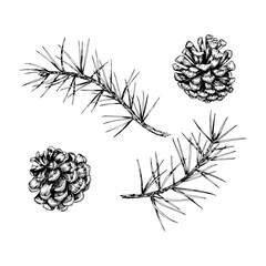 Detailed hand drawn vector illustration of pine branches and cones. Realistic ink sketch style design, perfect for nature, eco-themed projects, Christmas decorations and botanical illustrations.