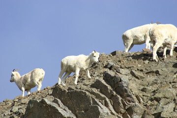 Obraz premium mountain goat in Alaska on the Dalton Highway