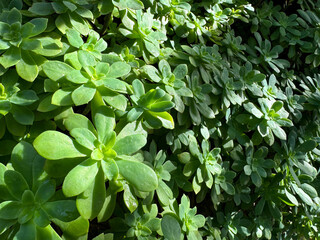 Sedum palmeri succulent rosette green leaves.