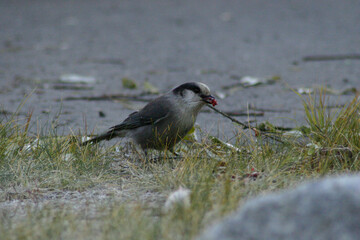 Small Wild Bird