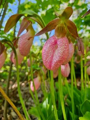 Pink Lady Slipper 