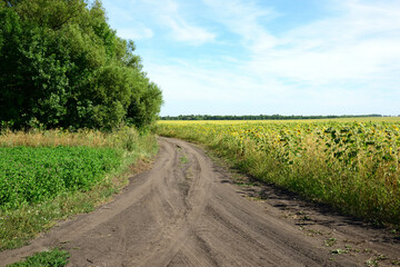 Road on edge of a field with blooming sunflower