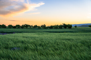 A field of green grass swaying in the wind