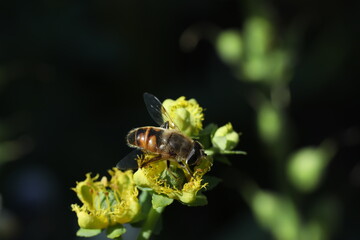 bee collects nectar from a red flower on the background of summer garden. bee collecting pollen on the bee.