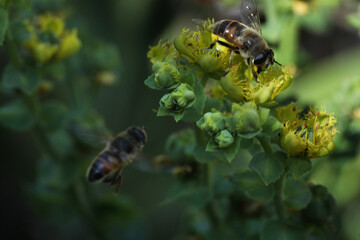 bee collects nectar from a red flower on the background of summer garden. bee collecting pollen on the bee.