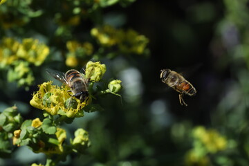 bee collects nectar from a red flower on the background of summer garden. bee collecting pollen on the bee.