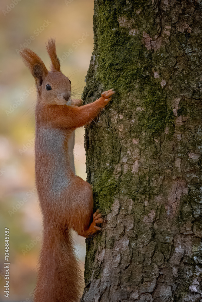 Wall mural A red squirrel is holding onto a tree trunk on a cloudy autumn day with fall leaves background. 