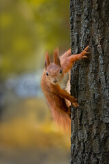 A red squirrel is holding onto a tree trunk on a cloudy autumn day with fall leaves background toward the camera lens.  © Mariia