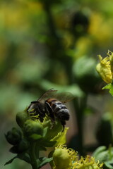 bee collects nectar from a red flower on the background of summer garden. bee collecting pollen on the bee.