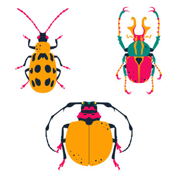 Set of cute, colorful insects. Dicrono cephalus wallichi, Cyclopeplus peruvianus, Cucumber beetle. Vector illustration, icon set.