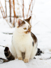 a white spotted cat sits in the garden in winter in the snow