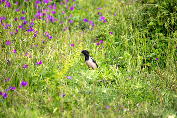 Rosy Starling (Pastor roseus) in Beykoz, Istanbul. Rosy Starling in green grass. Animal, bird. Ornithology.