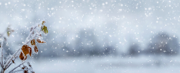 atmospheric winter view, snow-covered plants on the river bank during heavy snowfall