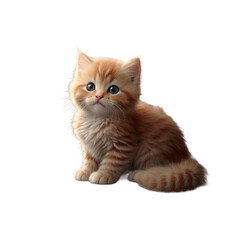 Obraz premium british kitten isolated on white background