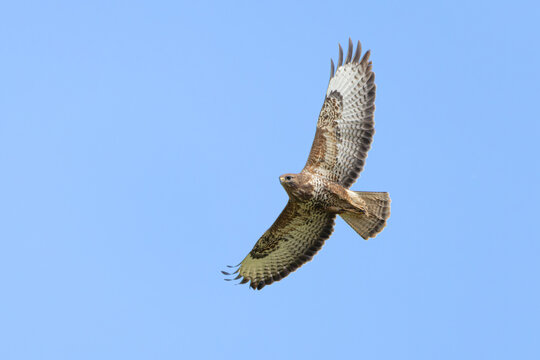 M&auml;usebussard (Buteo buteo)