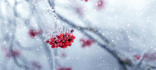 frost covered branch of mountain ash with red berries in winter during snowfall