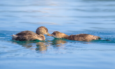 An adult little grebe, Tachybaptus ruficollis, basic plumage, a parent bird feeding its juvenile with a fish in a lake, Crete, Greece 