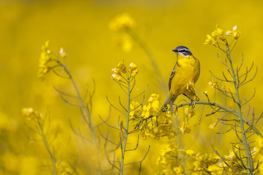 Wiesenschafstelze (Motacilla flava flava) im Raps
