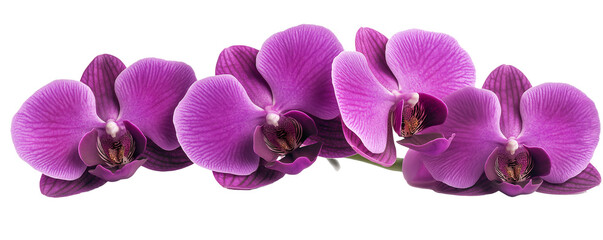 Obraz na płótnie Canvas Transparent PNG image of beautiful purple orchids
