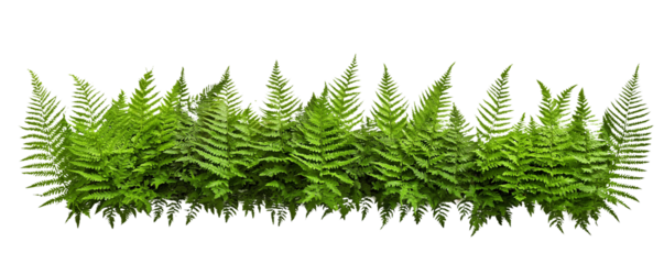 Transparent PNG image of fern leaf prominently against a clean white background