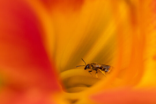 Im Bl&uuml;tenrausch