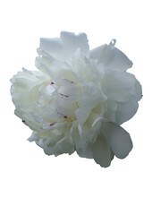 white flower isolated on white