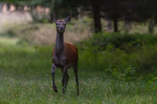 Hirschkuh im Naturpark Sch&ouml;nbuch