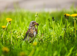 portrait of bird thrush fieldfare with prey earthworm in beak on green grass in spring park in city