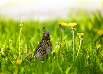 portrait of bird thrush fieldfare with prey earthworm in beak on green grass in spring park in city