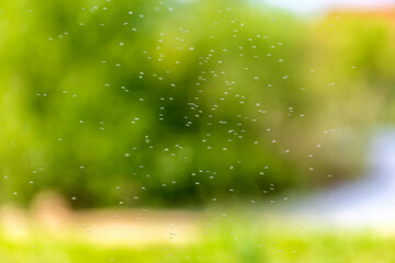 flock of nasty mosquito insects flying against summer sky in nature