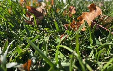 Grass and leaves closeful