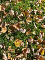 Closeup of leaves on ground