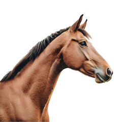 Obraz premium Profile view of a horse isolated on a transparent background, ideal for animal and equestrian themes