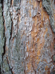 Structure and pattern of bark of Pine tree - natural background, close-up shot. Topics: natural environment, vegetation, season, forestry, ecology, macro
