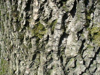 Structure and pattern of bark of tree Common walnut, Juglans regia with green moss - natural background, close-up shot. Topics: natural environment, vegetation, season, forestry, ecology, macro