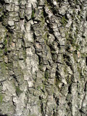 Structure and pattern of bark of tree Common walnut, Juglans regia with green moss - natural background, close-up shot. Topics: natural environment, vegetation, season, forestry, ecology, macro