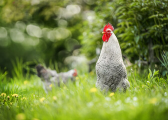 chicken standing on lush green grass, embodying the tranquility of rural life.