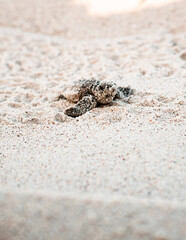 Baby sea turtle walking to the water