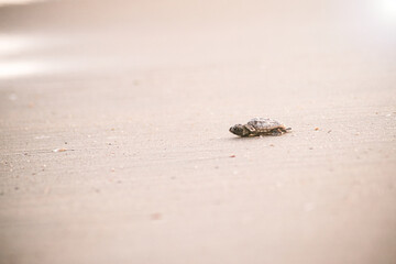 Baby sea turtle walking to the water