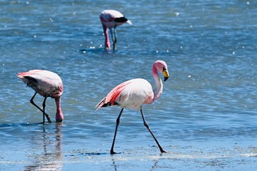 Pink Flamingos at the Lagoonas of the Lagoon Route in Bolivia