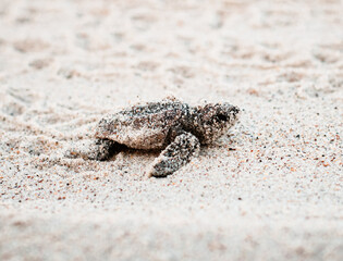 Baby sea turtle walking to the water