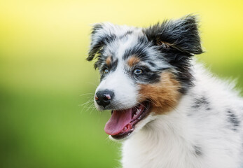 Fototapeta premium Portrait of an Australian Shepherd puppy in motion against a vibrant green background.